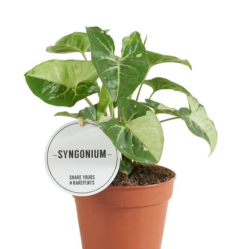 Syngonium 'Panda'