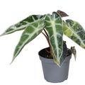 Alocasia 'Bambino Aurea Variegata'