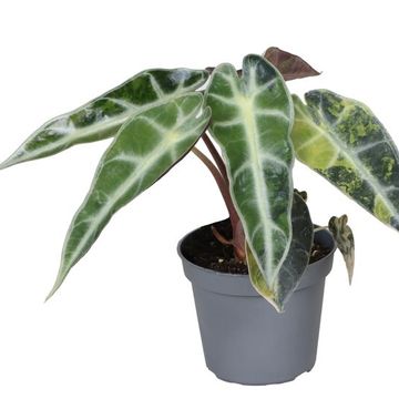 Alocasia 'Bambino Aurea Variegata'