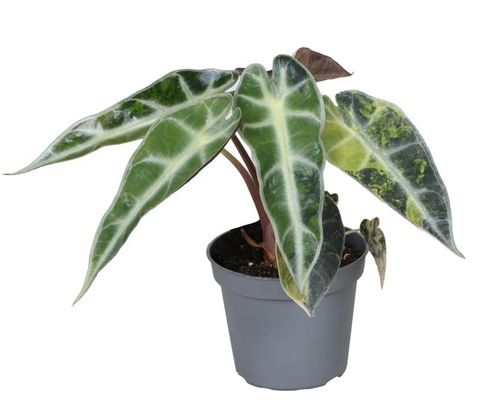 Alocasia 'Bambino Aurea Variegata'