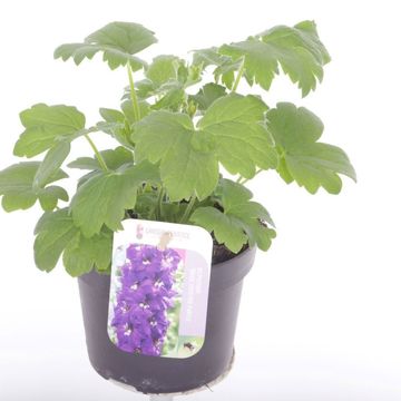 Delphinium 'Magic Fountains Dark Blue Dark Bee'