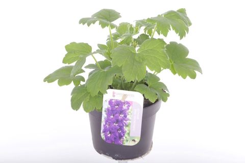 Delphinium 'Magic Fountains Dark Blue Dark Bee'