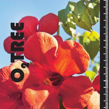 Campsis x tagliabuana FIRE TRUMPET