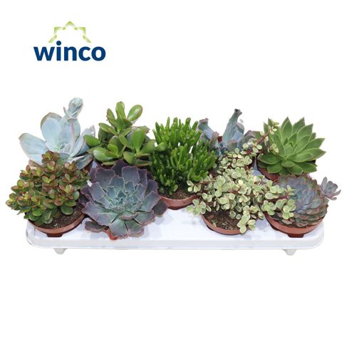 Succulente MIX