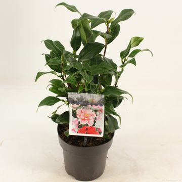 Camellia japonica 'Lady Vansittart'