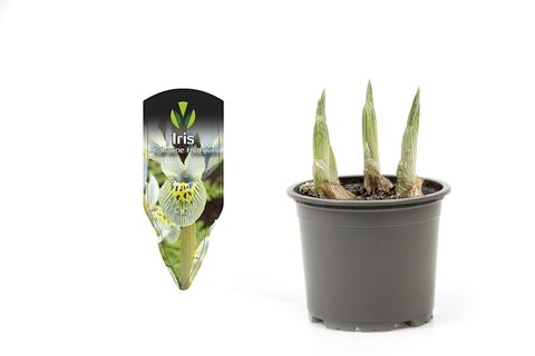 Iris 'Katharine Hodgkin'