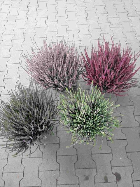 Calluna vulgaris GARDEN GIRLS MIX