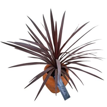 Cordyline australis 'Red Star'