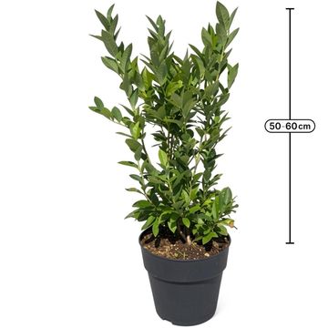 Vaccinium corymbosum 'Emblue'