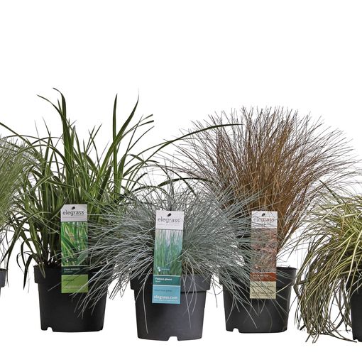 Grasses  MIX (Hoogeveen Plants)