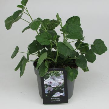Lavatera 'Barnsley'