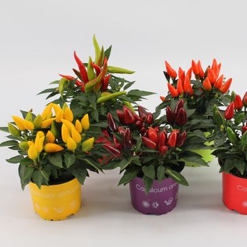 Capsicum annuum SALSA MIX