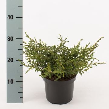 Juniperus communis 'Repanda'