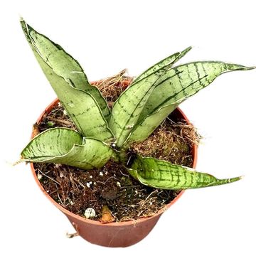 Sansevieria 'Himalayan'