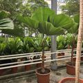Licuala grandis