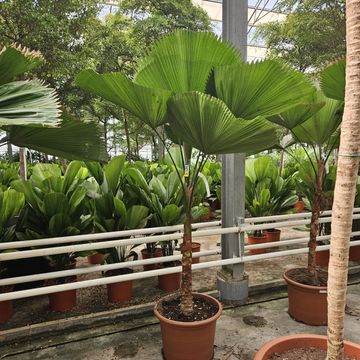 Licuala grandis