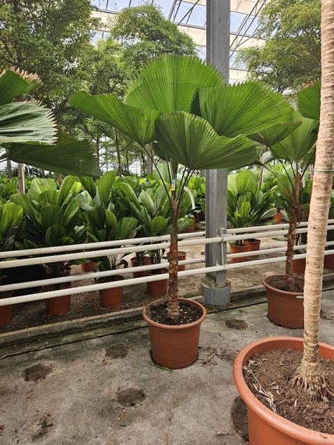 Licuala grandis