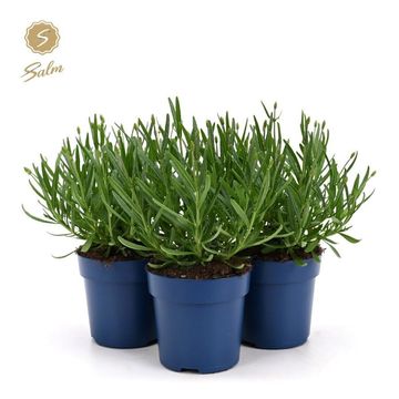 Lavandula angustifolia 'Felice'