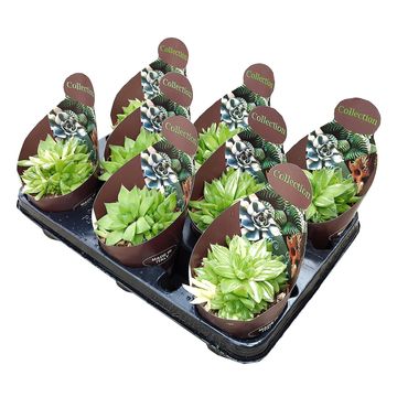 Haworthia cymbiformis 'Variegata'