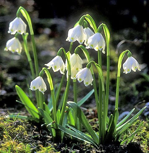 Leucojum vernum