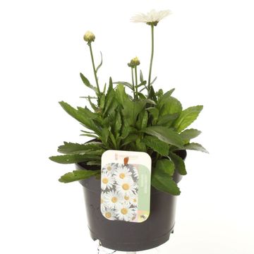 Leucanthemum 'Madonna'