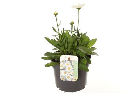 Leucanthemum 'Madonna'