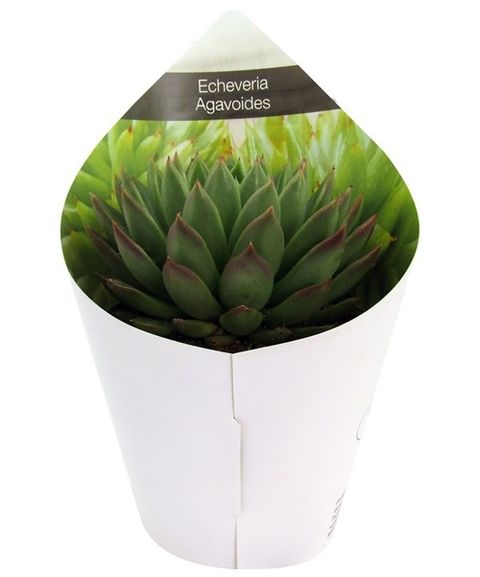 Echeveria runyonii 'Topsy Turvy'