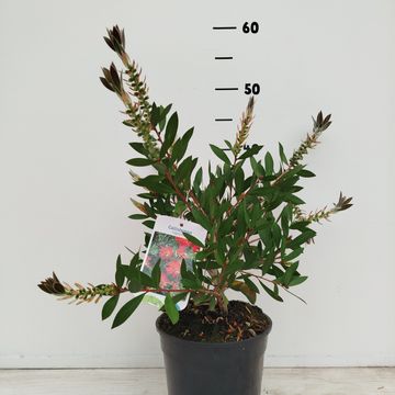 Callistemon citrinus 'Splendens'