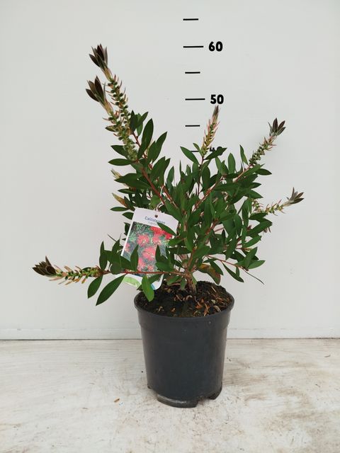 Callistemon citrinus 'Splendens'