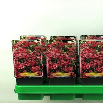 Achillea millefolium  MILLY ROCK ROSE