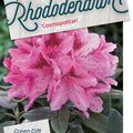 Rhododendron 'Космополитан'