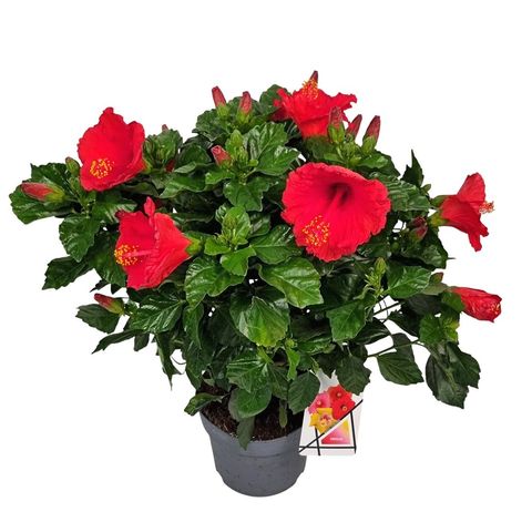 Hibiscus rosa-sinensis