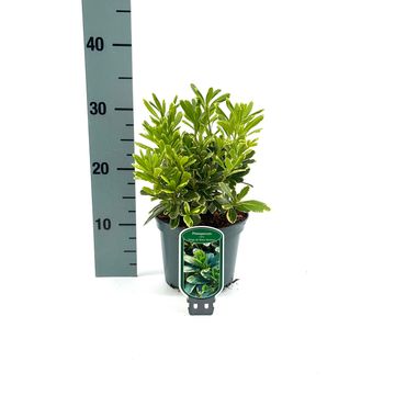 Pittosporum tobira 'Neige du Mont Ventoux'