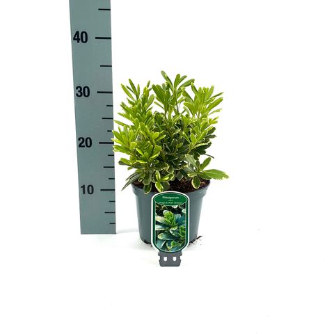 Pittosporum tobira 'Neige du Mont Ventoux'