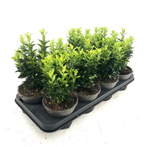 Euonymus japonicus 'Green Spire'