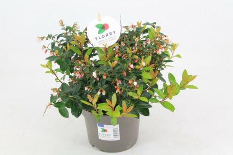 Gaultheria FLORRY