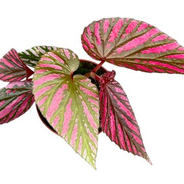 Begonia brevirimosa