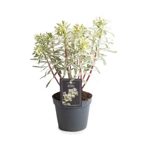Euphorbia characias SILVER SWAN