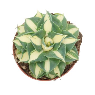 Agave potatorum 'Gold'