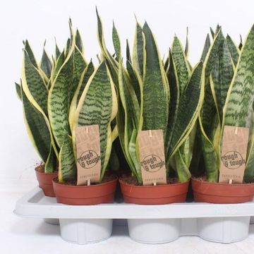 Sansevieria trifasciata 'Futura Superba'