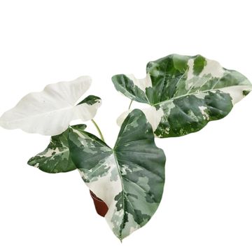 Alocasia macrorrhizos 'Variegata'