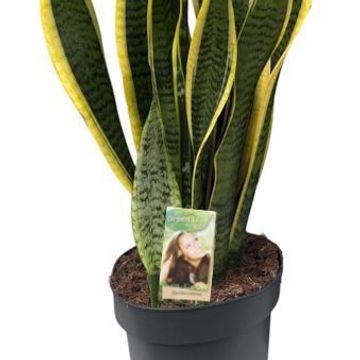 Sansevieria trifasciata 'Laurentii'