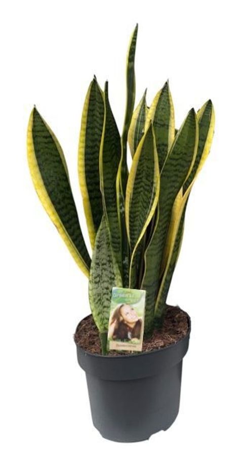 Sansevieria trifasciata 'Laurentii'