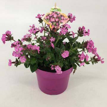 Silene 'Rollies Favorite'