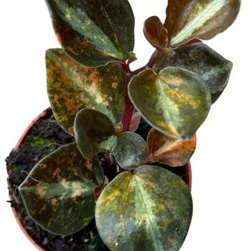 Peperomia 'Crème Brûlée'