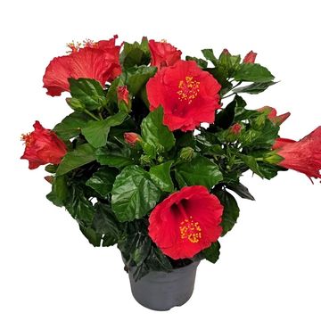 Hibiscus rosa-sinensis