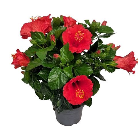 Hibiscus rosa-sinensis