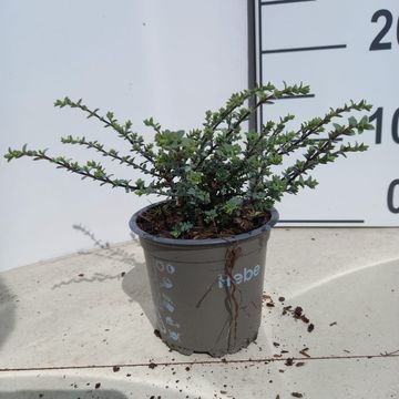Hebe pimeleoides 'Quicksilver'