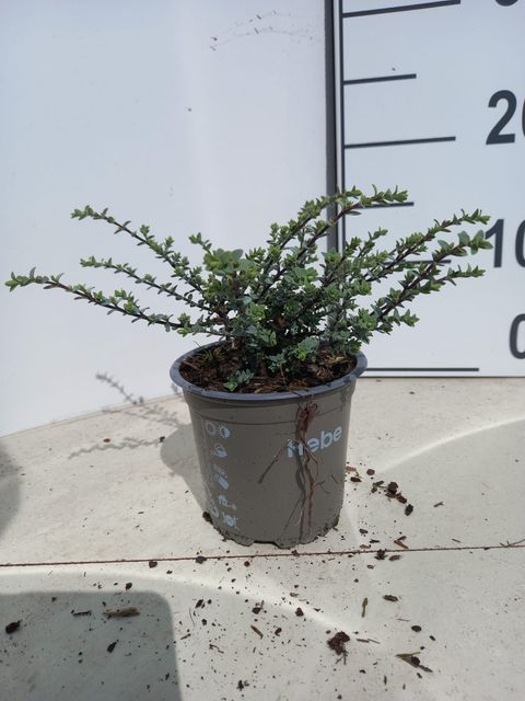 Hebe pimeleoides 'Quicksilver'