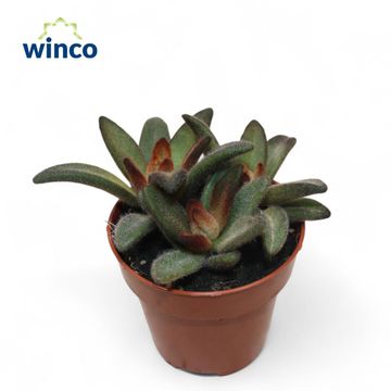 Kalanchoe tomentosa 'Chocolate Soldier'